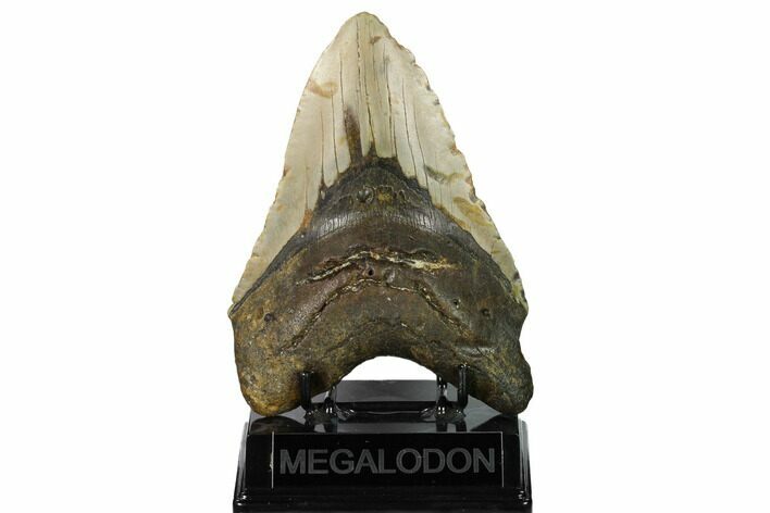 Huge, Fossil Megalodon Tooth - North Carolina #146780